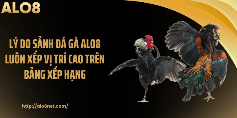 Lý do sảnh đá gà ALO8 luôn xếp vị trí cao trên bảng xếp hạng